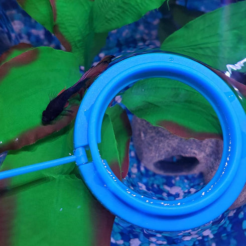 zhuohai Fish Feeding Ring Floating Food Feeder Circle with Suction Cup Easy to Install Aquarium (Round)...