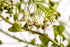 Health Embassy Shepherds Purse Herb | Capsella bursa-pastoris | Herbal Tea (100g)...