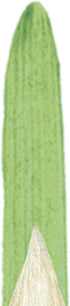 Winsor & Newton 5975712 Winton Hog Round #12 Bristle Brush...