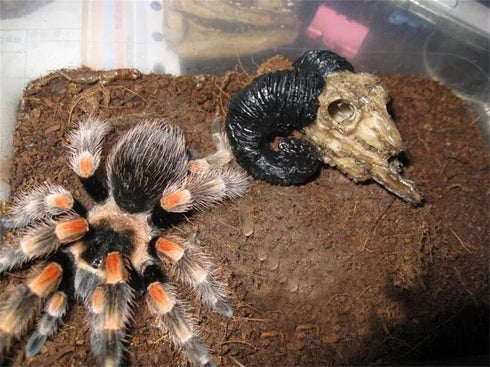 Toukero3e Terrarium Aquarium Skull Decor, 3 Pack Aquarium Skull Miniature Landscape, Rhino, Ram Head Skull, Ape Skull, Realistic Terrarium Habitat...