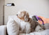 Self Cleaning Slicker Brush for Dogs Cats Brush for Shedding Grooming Brushes for Long Short Haired Pets (Purple)...