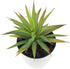 LJY 2 Pieces Realistic Artificial Faux Succulent Yucca Vera Greenhouse Small Plants Unpotted for Home Garden Decoration (Autumn Green)...