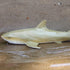 Gemini&Genius Marine Animal World Toy Lemon Shark Ocean Shark Action Figure Sea Animal Great White Shark Action Figure Soft Rubber Toys Role Play ...