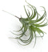 2PCS Artificial Flocking Tillandsia Air Plants Faux Succulents Bromeliads for Indoor/Outdoor Garden and Home Decor, Terrarium Decorations, Arrange...