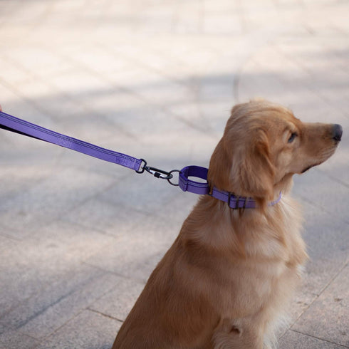 Hyhug Pets 18 Inches Short Leash with 3M Reflective Safe - Fashion and Sturdy Jacquard Weave Nylon Lead for Giant Large Medium Dogs Walking, Joggi...