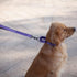 Hyhug Pets 18 Inches Short Leash with 3M Reflective Safe - Fashion and Sturdy Jacquard Weave Nylon Lead for Giant Large Medium Dogs Walking, Joggi...