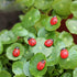 40pcs 9 Scenarios Fairy Garden Figurines Miniature Accessories, Micro Landscape...
