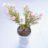 Plant Pot Grid Flower Pot Cover Plant Plant Flower Protector Diameter 11.8" (Brown)...