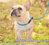 2 Pcs 8ft Slip Lead Dog Leash, Reflective No Pull Training Leash, 1/3" Nylon Rope Slip Leash for Small Medium Dogs (Blue+Black)...