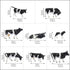 S0701 15pcs Dark Green Pine Model Cedar Trees and 8pcs Model Cows for Model Railroad Scenery Landscape Layout HO OO Scale New...