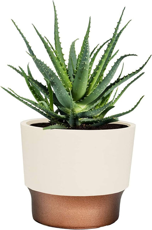 The HC Companies 7 Inch Sprite Round Planter - Small Plastic Plant Pot with Drainage for Indoor Outdoor Plants, Vanilla Bisque...