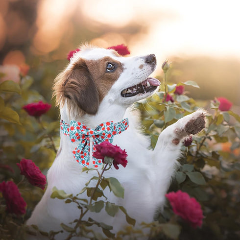 Lionet Paws Design Dogs Collar Cute Flower Sailor Bow Dog Collars for Girl Female Medium Large Dogs with Rose XL...