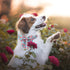 Lionet Paws Design Dogs Collar Cute Flower Sailor Bow Dog Collars for Girl Female Medium Large Dogs with Rose XL...