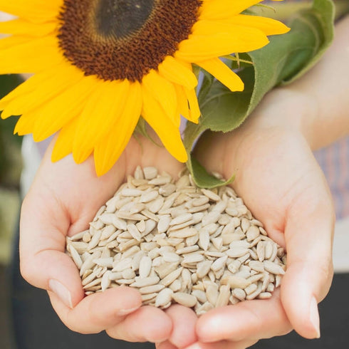 Raw Sunflower Seeds - Delicious Crunchy, Wholesome Snack Raw Shelled Sun Flower Seeds to Eat and Add in Food Recipes - Source of Protein, Fiber, a...