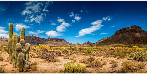 AWERT 48x18 inches Reptile Habitat Background Blue Sky Oasis Cactus Desert Terrarium Background Vinyl...