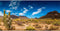 AWERT 48x18 inches Reptile Habitat Background Blue Sky Oasis Cactus Desert Terrarium Background Vinyl...