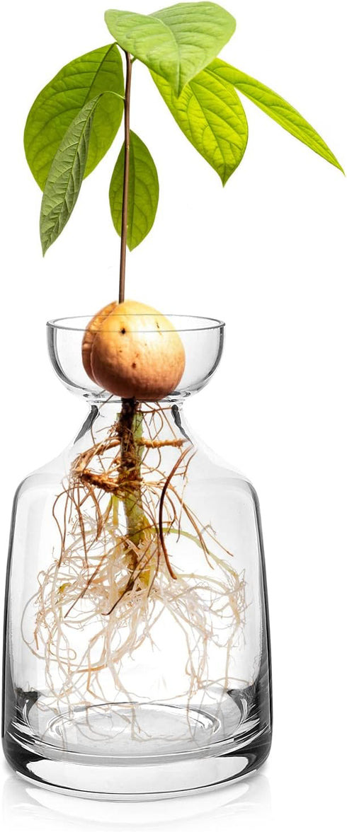 Avocado Seed Sprout Starter Planter Vase - Glass Avocado Tree Growing Vase Planter Pot Grow Avocado Trees Stickers at Garden Home for Planter Love...