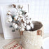 DomeStar Cotton Stems, Natural Dried Flowers 8 Packs Total 15 Bolls Cotton Sprigs Blooms Floral Stems for Vase Fillers...