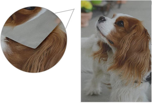 Cute Cavalier King Charles Spaniel Dog Garden Flag Banner 12 x 18 Inch Decorative Garden Flag for Outdoor Lawn and Garden Home Décor Double-Sided...