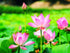 30 Mixed Miniature Water Lily & Lotus Seeds Vibrant Blooms for Bowls & Ponds Non-GMO, Indoor/Outdoor Water Garden in a Bowl or Pond...