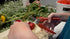 Clauss Heavy Duty By-Pass Blade Action Pruner, 7.5”, Red (20053)...