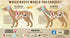 Multi Vitamin Adult for Dogs, 30 Individually Foil Sealed Strips...