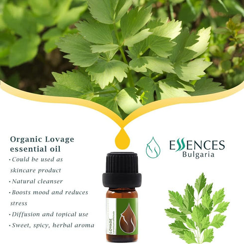 Essences Bulgaria Organic Lovage Essential Oil 1/6 Fl Oz | 5ml | Levisticum officinale | 100% Pure and Natural | Undiluted | Therapeutic Grade | F...