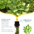 Essences Bulgaria Organic Lovage Essential Oil 1/6 Fl Oz | 5ml | Levisticum officinale | 100% Pure and Natural | Undiluted | Therapeutic Grade | F...