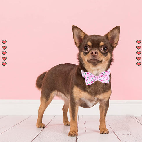 Lionheart glory Dog Bow Collar Valentine's Day Dog Collar for Small Dogs, pink Dog Collar with Bowtie Spring Dog Collar Pet Collar Bows...
