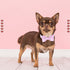 Lionheart glory Dog Bow Collar Valentine's Day Dog Collar for Small Dogs, pink Dog Collar with Bowtie Spring Dog Collar Pet Collar Bows...