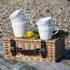Word Range - Ceramic Set of 4 Egg Cups - Gift Boxed - What Came First the Chicken or the Egg...
