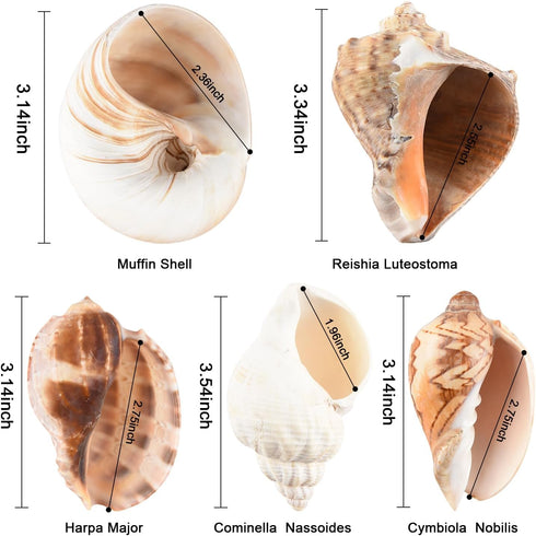 Hermit Crab Shells Large 6pcs,Natural Conch Shell Size 2.8" - 3.8", Opening Size 1.5" - 2.7", Hermit Crab Sand,Hermit Crab Habitat,Large Sea Shell...
