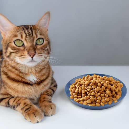 8pcs Cat Food Bowls, 6 inch Whisker Fatigue Cat Bowls for Food and Water Wheat Straw Shallow Wide Cat Dish Plates Colorful Kittens Wet Feeding Wat...