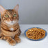 8pcs Cat Food Bowls, 6 inch Whisker Fatigue Cat Bowls for Food and Water Wheat Straw Shallow Wide Cat Dish Plates Colorful Kittens Wet Feeding Wat...