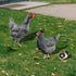 SaiDian 1Set Acrylic Chicken Statues Realistic Chicken Family Animal Garden Statues for Yard Art Lawn Rustic Garden Outdoor Décor...