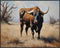 Posterizer 1 pcs- Beautiful bull in the middle of a desert-Art for Animal Lovers-Landscape & Nature Art- Gift for Men Women Teens-Living Room Bedr...