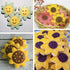 Sunflower Cookie Cutter Set-Size 3.8" 3.1" 2.6"-3 Piece-Cookie Cutters for You Are My Sunshine Baby Shower Birthday Party Decorations...
