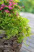 SuperMoss (25322) Forest Moss Preserved, Fresh Green, 8oz...