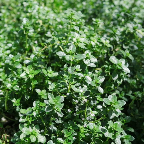 QAUZUY GARDEN 1000 Seeds Lemon Thyme Thymus Citriodorus Herb Flower Seeds Non-GMO Seeds Fast Growing & Maintain...