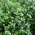QAUZUY GARDEN 1000 Seeds Lemon Thyme Thymus Citriodorus Herb Flower Seeds Non-GMO Seeds Fast Growing & Maintain...