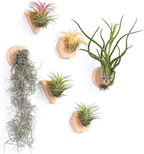 MITIME Air Plants Holders-Real Wood Live Air Plant Holders.Rustic Air Plant Stand,Wall-mounted to save space.(Plants not included)(Mix Set of 6)...