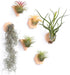 MITIME Air Plants Holders-Real Wood Live Air Plant Holders.Rustic Air Plant Stand,Wall-mounted to save space.(Plants not included)(Mix Set of 6)...