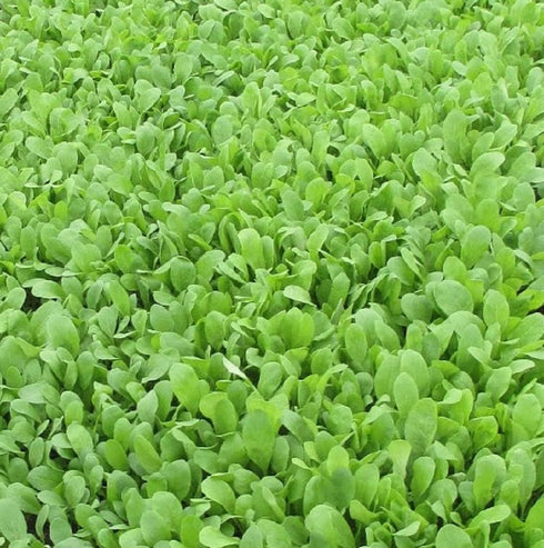 Arugula Seed, Arugula Sprouting Seeds, Microgreen, Sprouting, 4 OZ, Non GMO - Country Creek Acres Brand - High Sprout Germination- Juicing, Garden...