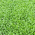 Arugula Seed, Arugula Sprouting Seeds, Microgreen, Sprouting, 4 OZ, Non GMO - Country Creek Acres Brand - High Sprout Germination- Juicing, Garden...