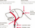 Beaphar | Gentle Leader | Head Collar for Small Dogs | Stops Pulling On The Lead | Training Aid with Immediate Effect | Endorsed by Behaviourists ...