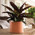Bloem Mathers Planter w/Saucer Tray 6" Muted Terra Cotta...