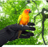 Bird Training Anti-Bite Gloves, Small Animal Handling Gloves, Chewing Protective Gloves for Small Animal Pet Squirrels Hamster Parrotlets Cockatie...