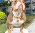 Walking Collar with Dog Tag Design Secure Buckle Cuban Link Chain Collar Heavy Duty Chew Proof for Medium Large Dogs...