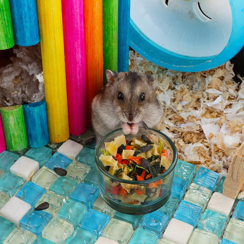 2 Pcs Hamster Food and Water Bowl Glass Anti-Turning Transparent Dish for Hamster and Other Small Pet...