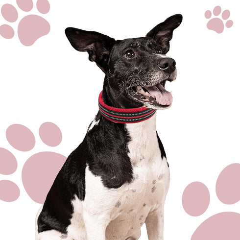 Chai's Choice Dog Collar Small (Red) | Comfortable & Stylish Pet Collar with Adjustable Strap Soft Padded | No-Choke & Quick Release | 3M Reflecti...